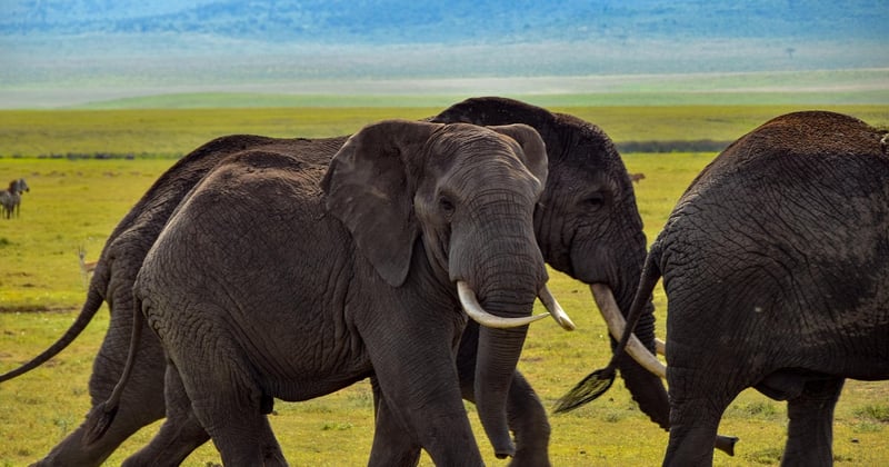 Safari en Afrique : conseils pour une expérience réussie, sans faux pas